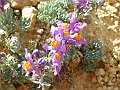 Scrophulariaceae - Linaria Alpina_1